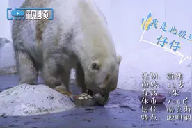 “它嗅到了异性同伴的气味”北极熊“仔仔”千里圆梦记图片