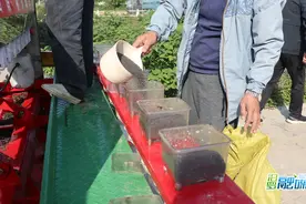 农民播种施肥忙，汨罗计划种植秋冬作物32万亩图片
