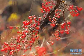 我们的节日·口述民俗｜重阳节佩的“茱萸”，有香气还驱寒辟邪图片