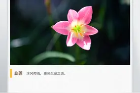 湖湘自然历丨风里雨里，TA在等你图片