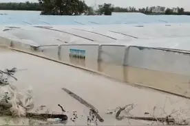 陕西大荔暴雨中的互助：村民免费帮转运牲畜，游子返乡送物资图片