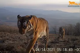 在中俄边境守护“大猫”归来图片