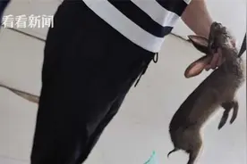全国严查下，杭州多个市场仍在卖活杀野味！摊贩暗示有人照顾图片