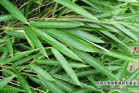 生命故事丨中国人的衣食住行里，竹子扮演着怎样的角色？图片