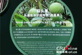 腊肠树、蒜头果、五色米……探访云南生物多样性保护实践与成果展图片