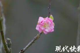 误把秋天当冬天，南京明孝陵梅花反季绽放图片