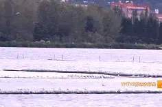 “有800多只了！”红嘴鸥先头部队已到滇池，昆明最美观鸥季要来了，36年的缘分在延续图片