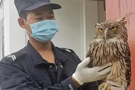 云南边境民辅警守护的“神奇动物”们视频封面