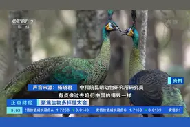 国家一级保护动物、珍稀濒危野生动物！中科院研究员，带你了解绚丽多彩的绿孔雀→图片