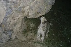 AI技术赋能祁连山雪豹追踪图片