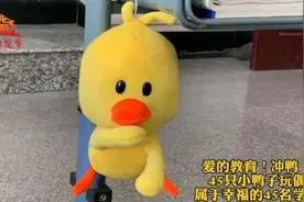 看！沈阳的这个班级“养”了45只小鸭子！每一只都有名字图片