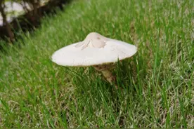 又是毒蘑菇！福田2人被毒倒！这些蘑菇不要随便采→图片