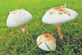 这种蘑菇千万别吃，有剧毒图片