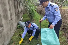 上海路边绿化带现1.5米大蛇：系国家一级保护动物花纹蟒图片