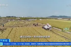 夏粮播种面积增长近20%，鱼米之乡再迎丰收！粮油补贴、订单奖励、最低收购价……浙江：让农民安心种粮、种出好粮图片
