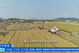夏粮播种面积增长近20%，鱼米之乡再迎丰收！粮油补贴、订单奖励、最低收购价……浙江：让农民安心种粮、种出好粮图片