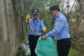 上海路边绿化带发现1.5米大蛇：系国家一级保护动物花纹蟒视频封面