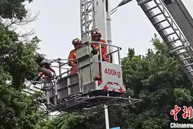 30斤蟒蛇盘踞路边景观树 三亚消防员登高抓捕图片