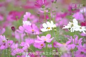 “薇”观“花花世界”视频封面