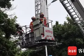 三亚树上挂着3米长蟒蛇 提醒：遇到蛇出没及时拨打119图片