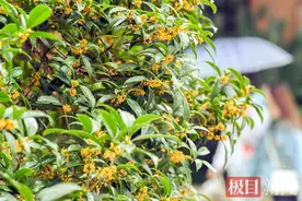 冷风微雨中，甜糯桂花香暖大武汉，今年签到为何最晚？图片