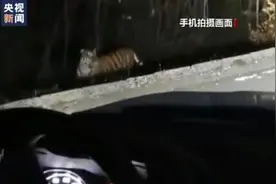 现实版“大王来巡山”！民警夜班巡逻途中偶遇东北虎图片