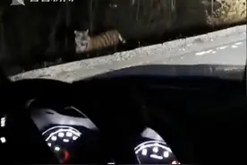 现实版“山中大王巡山”民警夜班巡逻路遇东北虎图片