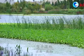 全球连线丨生物“多”看点：彩云之南 魅力滇池视频封面