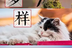 站在屋顶唱歌的动物们图片