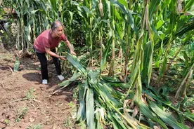 野猪毁坏农田 北京郊区农民也烦恼图片