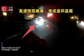 畅行高速丨雌鹿蹿上高速公路酿事故图片