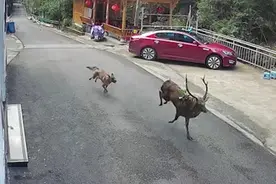 野生梅花鹿误闯猴谷被犬欺