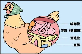 鸡蛋上最脏的东西可能被你吃进去了！（不是鸡屎）图片