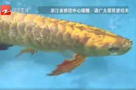 可以骗过真鱼“仿生鱼”来了，你见过吗？图片
