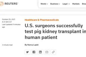 英媒：猪肾移植人体试验成功，肾脏在体外“成活”三天图片