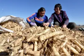 张家口宣化河滩地种药材拓宽增收路图片