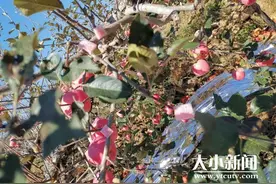 趁夜色掩护盗摘邻居苹果 天网“火眼金睛”定贼影图片
