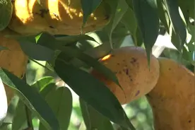 始兴农人潜心种植野果，是你儿时的味道吗？图片