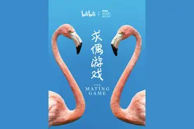 自然界的“最强大脑”，靠什么寻找爱情？图片