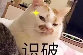 注意！这些鸟不能当“宠物”养，已有人惹上牢狱之灾图片