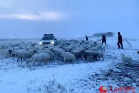 警察：哎？变羊倌了图片