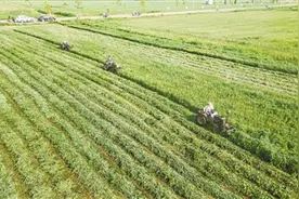 河南南阳：中医圣地今蝶变图片