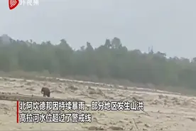 印度一大象被困洪水中 走来走去寻找出路图片