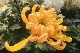 秋意浓，跟孩子一起在经典中踏秋赏菊图片