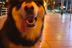2岁阿拉斯加犬被关进烘干箱2小时中暑死亡，涉事宠物店：错过最佳抢救时间也是原因图片