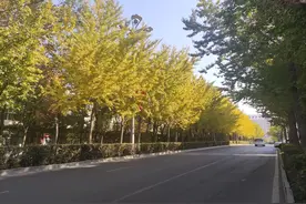 八种“调色”树，“调”出乌鲁木齐彩色秋景图片