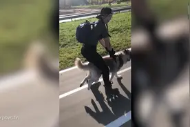 俄罗斯19岁女孩让哈士奇拉着自己在街上飞快地滑轮滑图片
