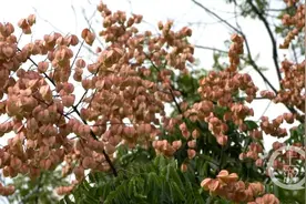 栾树花开 扮靓山城图片