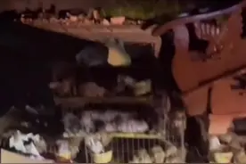 140只小狗被遗弃三亚街头，当地志愿者称仅有28只存活图片