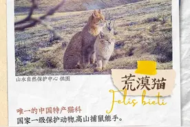 “高山捕鼠能手”荒漠猫的一家三口合照丨公园中国 探秘三江源图片